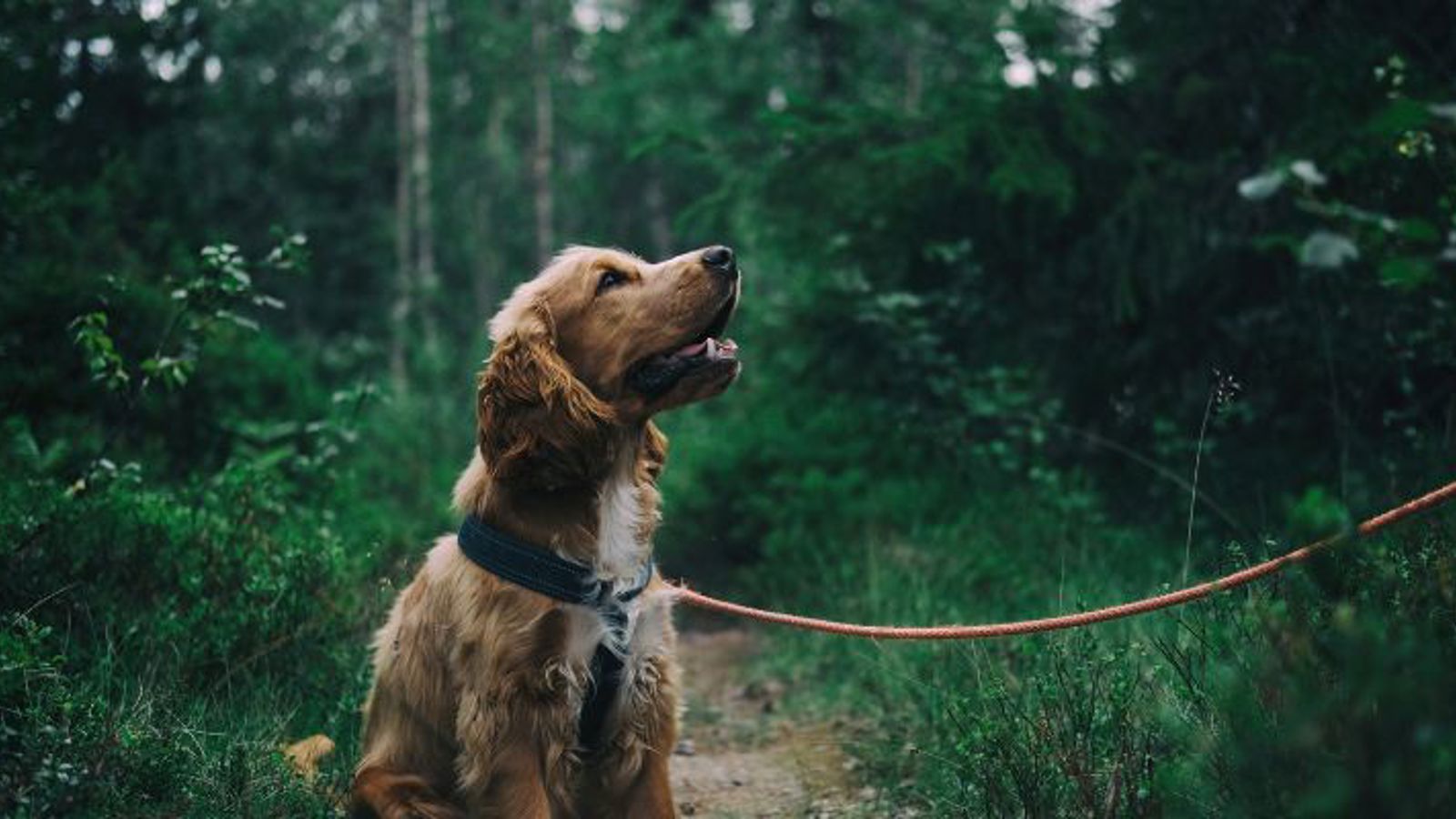 Pracownicy B2 Impact zebrali produkty dla Schroniska dla Bezdomnych Zwierząt we Wrocławiu