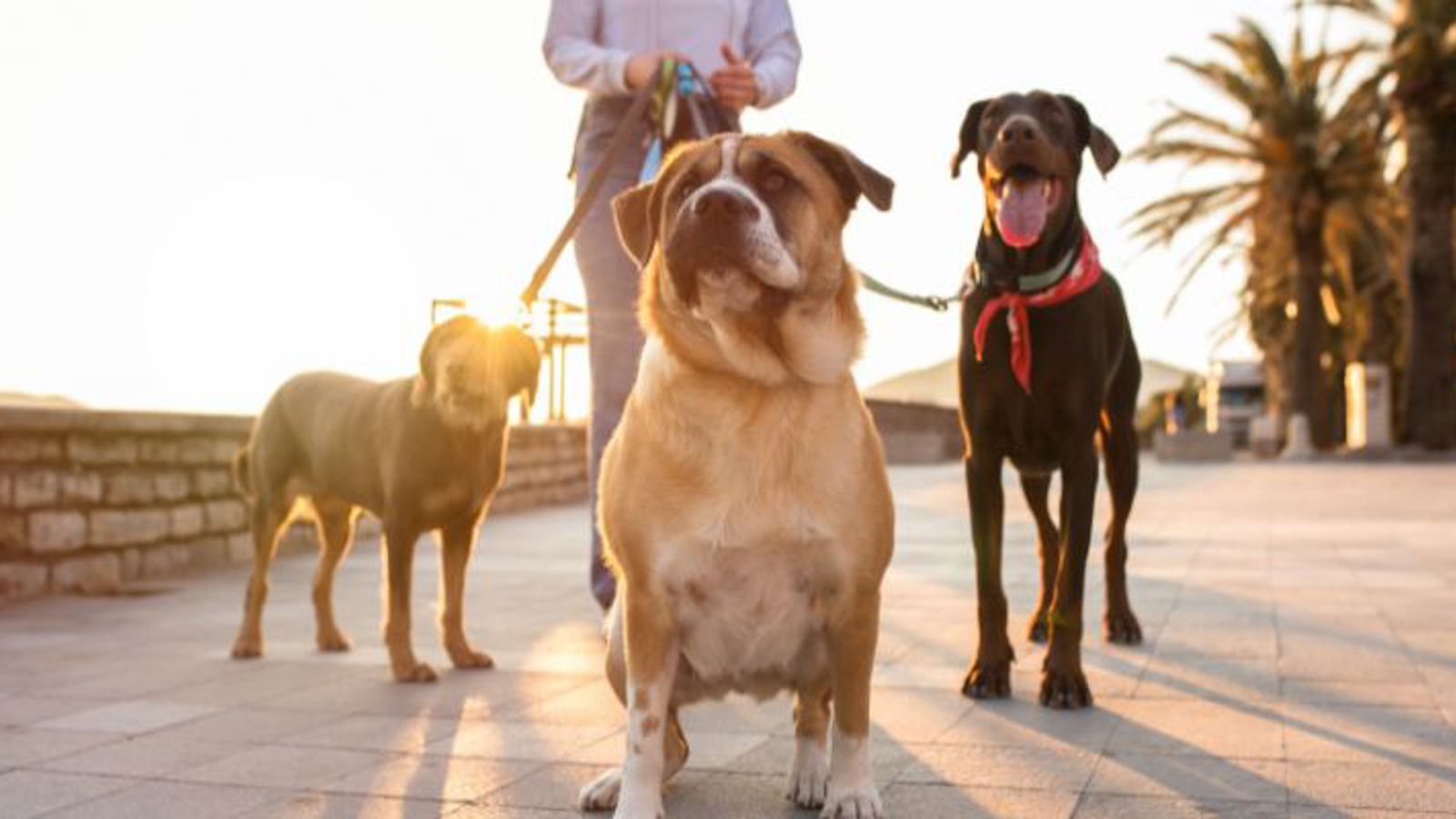 Wakacyjna opieka nad zwierzętami w B2 Impact